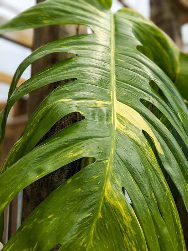 Epipremnum pinnatum (L.) Engl., Epipremnum pinnatum, Exotic Rainforest rare  tropical plants