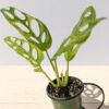 Epipremnum Pinnatum Neon 'Kujang's Flame' - Trailing - 4 Pot – Brumley &  Bloom