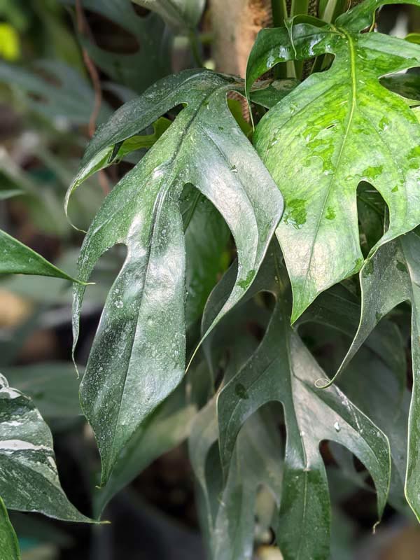 HUGE Epipremnum Pinnatum Mint Variegata (Actual Plant First Pics