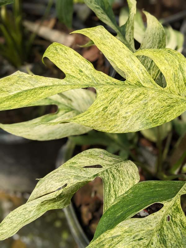 Epipremnum Pinnatum Mint, Plantes rares