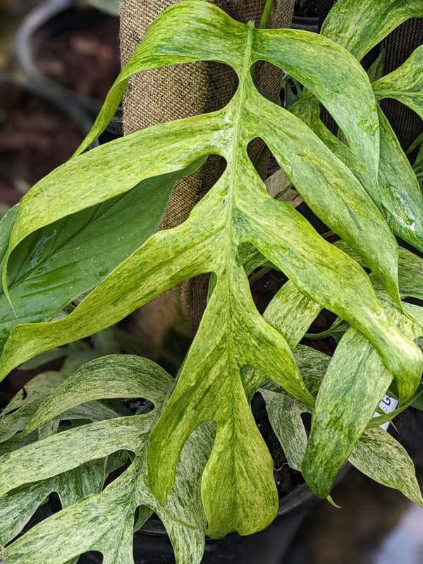 Epipremnum pinnatum mint, 4 leaves 1 incoming, Furniture & Home