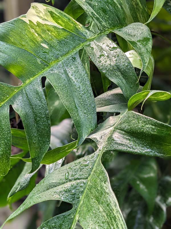 Epipremnum Pinnatum Variegata Albo – Angie's Planties