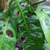 Monstera Adansonii Longifolia Ecuador Plant