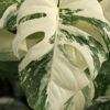 A+ Monstera Del. Borsigiana Albo Variegata "Only A Few, Left Similar To Last Pics"