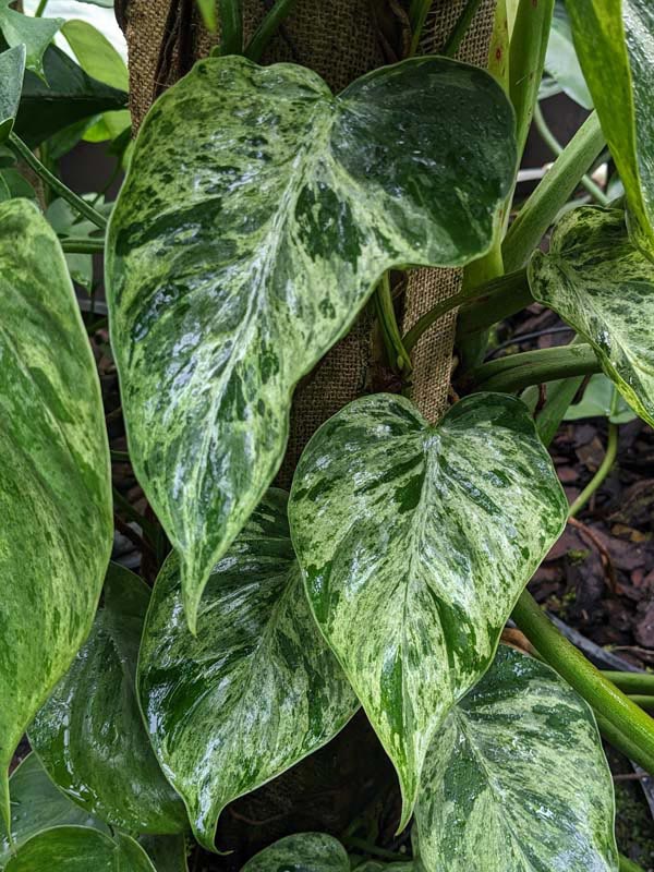 Philodendron Hederaceum Variegata Plant In 4 Round Pot Kens Philodendron Hederaceum Variegata Plant In 4 Round Pot Kens
