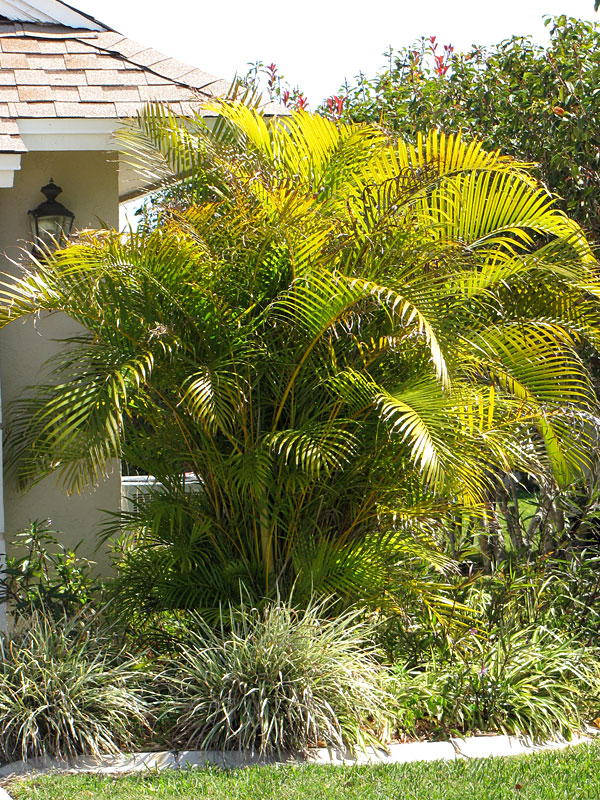 Transat Up&Down IV yellow palm tree
