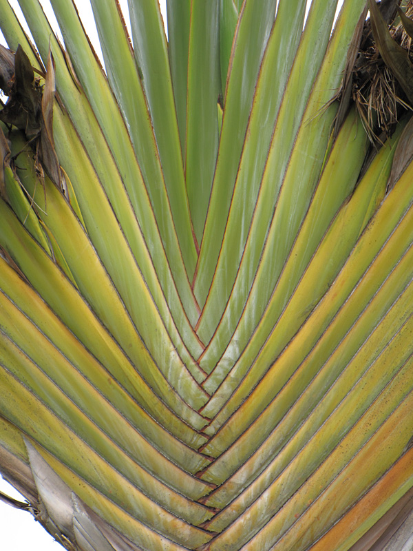 Giant Hawaiian Travelers Palm Tree (ravenala madagascariensisin 4″ Round) –  Kens Philodendrons
