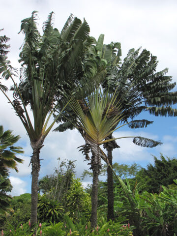 Ravenala madagascariensis, Travellers Palm