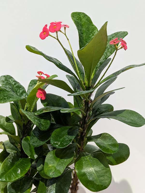 Buy TruBlu Supply Red Crown of Thorns Christ - Euphorbia Milii Imperatae  (Dwarf Crown of Thorns) - Live Succulent - 2 inch Potted Online at  desertcartINDIA