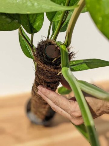 Variegated Epipremnum Pinnatum Rooted Plant 8C 