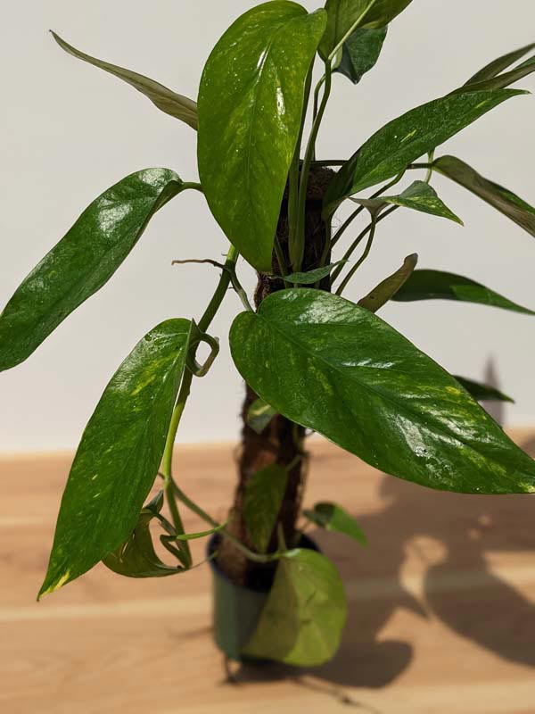 Today's purchase: Epipremnum pinnatum aurea variegata (rooted single node  with fenestrated leaf) : r/houseplants