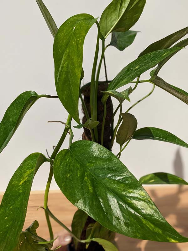 Epipremnum pinnatum 'Aurea' – The Plant Store