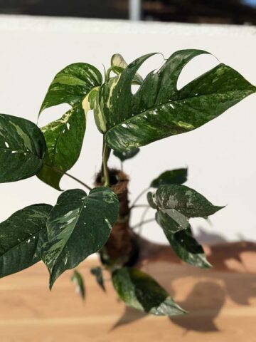 HUGE Epipremnum Pinnatum Albo Variegata (Actual Plant First Pics) – Kens  Philodendrons