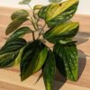 Monstera Karstenianum Variegated Plant