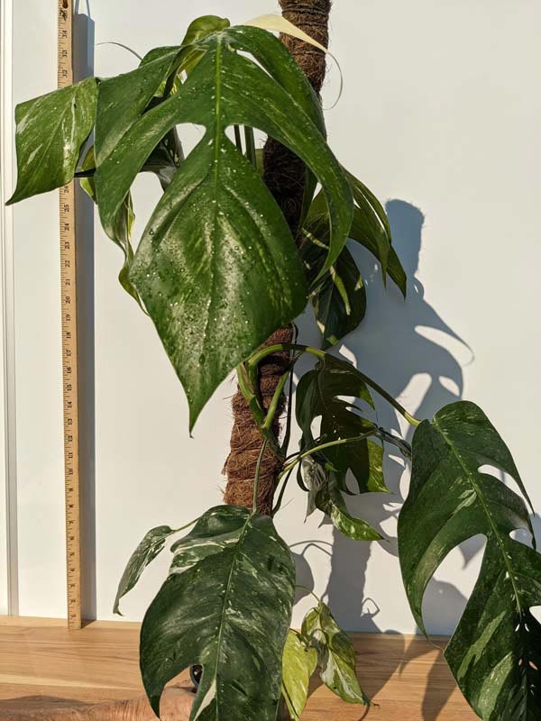 Large Epipremnum Pinnatum “Marble” 5 plants inside the pot. :  r/RareHouseplants