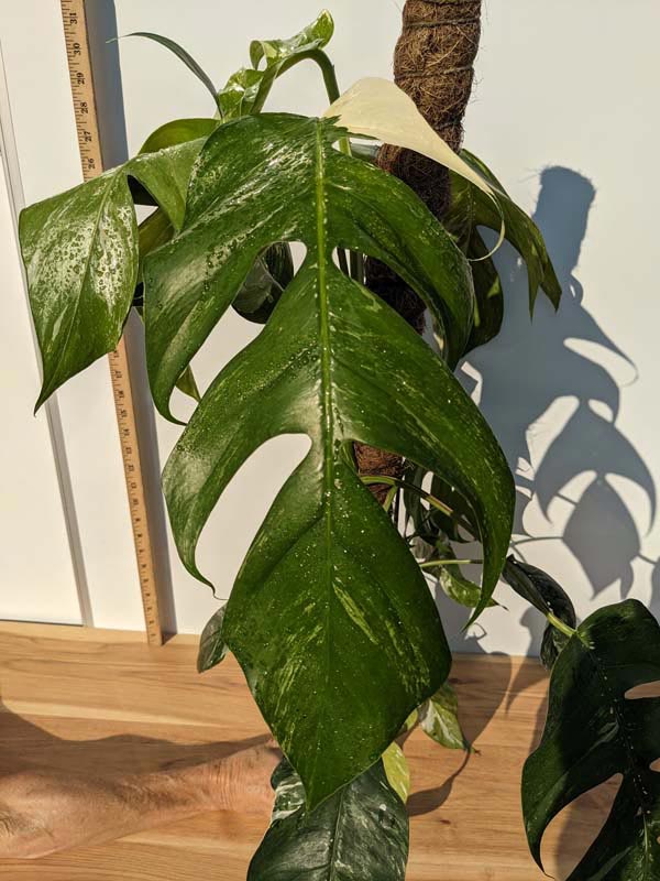 Unfurling Epipremnum pinnatum aurea variegata leaf : r/houseplants