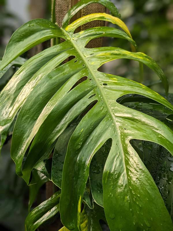 Lg. Epipremnum Pinnatum Green Flame (Actual Plant Last Pics)