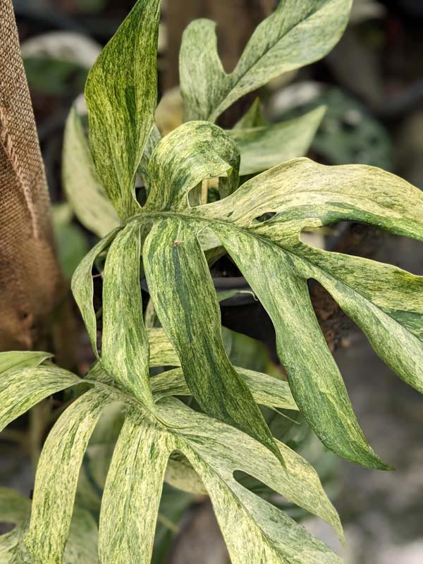 PlantChaser on X: Epipremnum pinnatum 'Mint