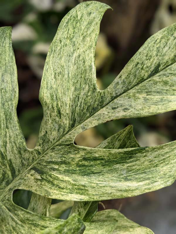 Epipremnum Pinnatum Mint (Rare)