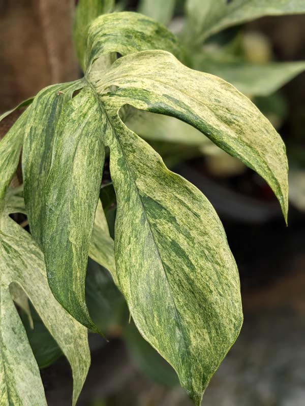 Large Epipremnum Pinnatum “Marble” 5 plants inside the pot. :  r/RareHouseplants