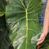 Philodendron Maximum Plant