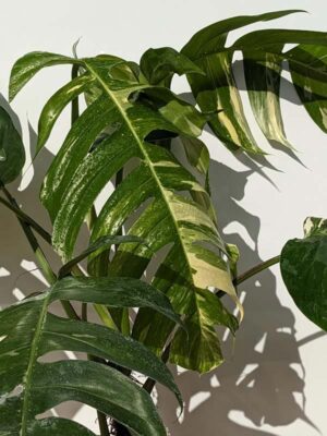 ENORMUS Epipremnum Pinnatum Albo Variegata (Actual Plant First 5 Pics