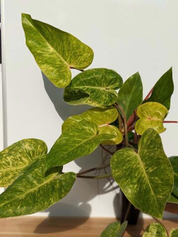 Epipremnum pinnatum yellow flame var - Mother of indoor