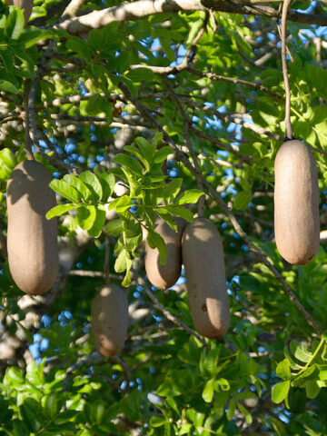 Kigelia africana (Sausage Tree)