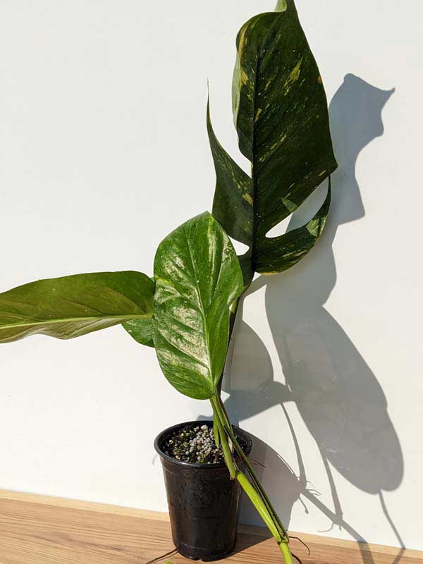Epipremnum Pinnatum Kujang Gold Flame (Excellent Variegation) in 4″ Round  Pot – Kens Philodendrons