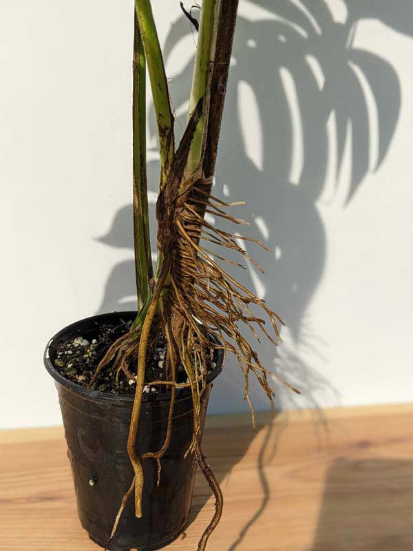 Epipremnum Pinnatum Neon ‘Kujang's Flame’ - Grown on Totem - 8