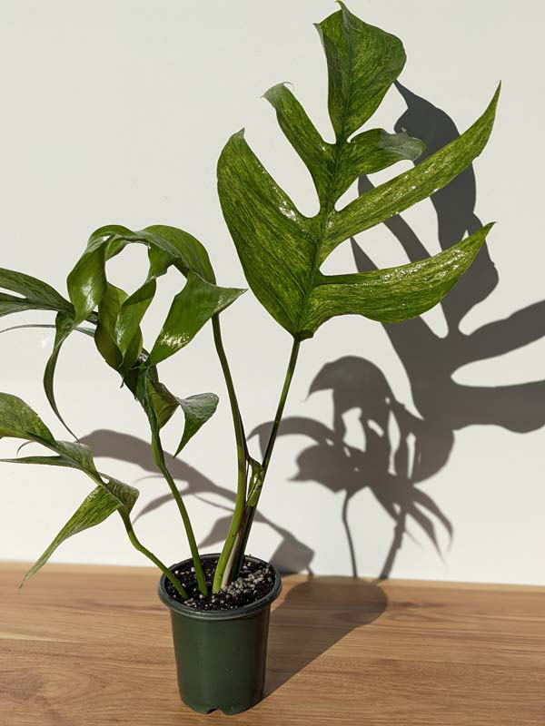 Epipremnum Pinnatum 'Mint' Variegated - PLANT COACTION