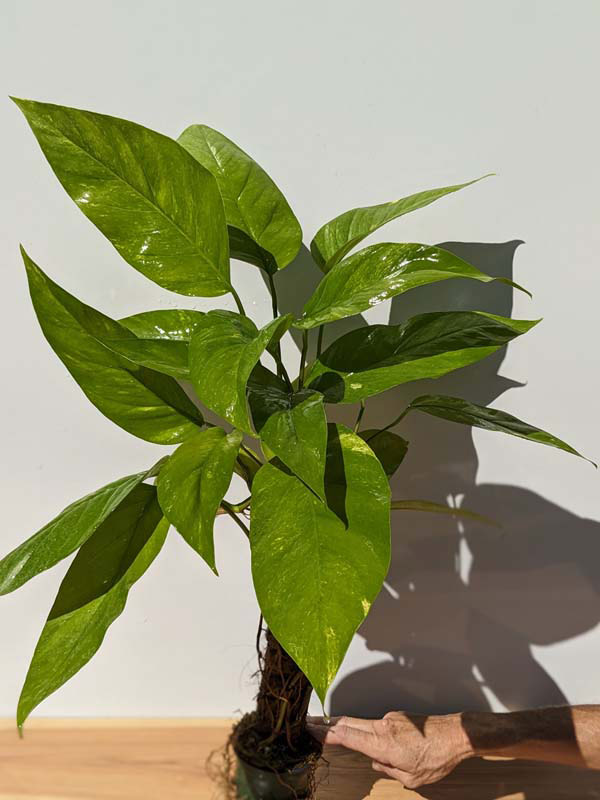 Epipremnum Pinnatum Neon 'Kujang's Flame' - Grown on Totem - 8