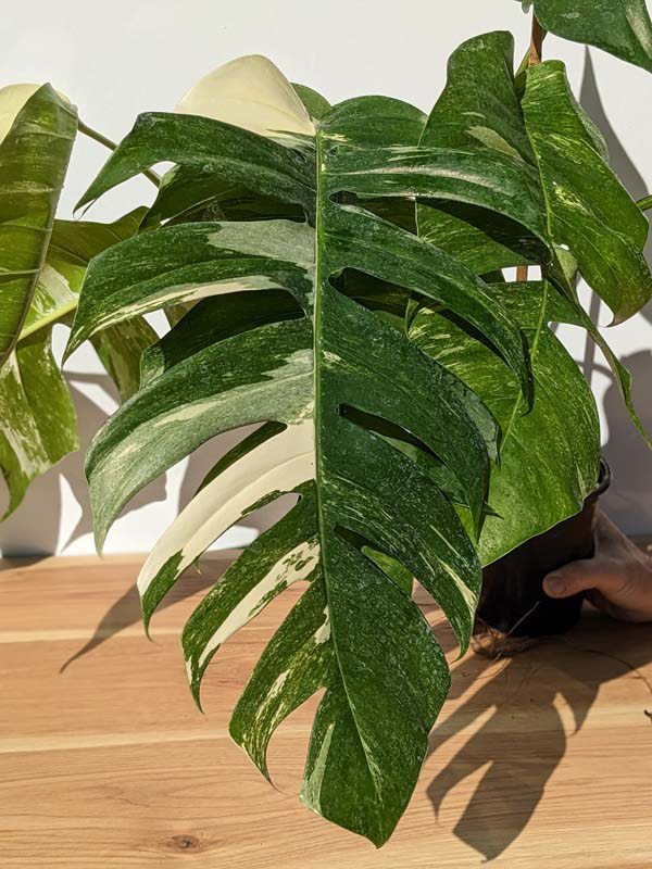 HUGE Epipremnum Pinnatum Albo Variegata (Actual Plant First Pics) – Kens  Philodendrons