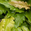 New Philodendron Golden Ring of Fire Plant (Beautiful)