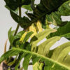 Philodendron Hualalai Variegated Sawtooth Plant in 4” pot (tc)