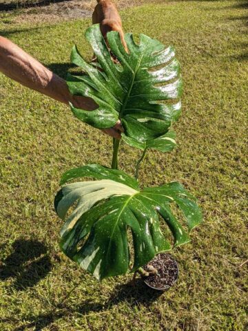 HUGE Monstera Deliciosa Albo Variegata Large Form  (Excellent Variegation First Pics Actual Plant)