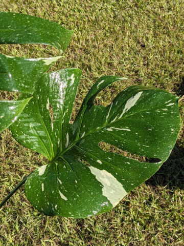 Alternative view of HUGE Monstera Deliciosa Albo Variegata Large Form  (Excellent Variegation First Pics Actual Plant)