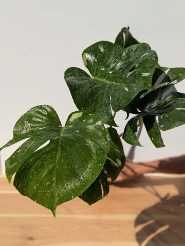 HUGE Monstera Deliciosa Albo Variegata Large Form  (Excellent Variegation First Pics Actual Plant)