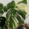 HUGE Monstera Deliciosa Albo Variegata Large Form  (Excellent Variegation First Pics Actual Plant)