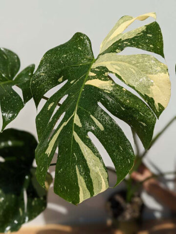HUGE Monstera Deliciosa Albo Variegata Large Form  (Excellent Variegation First Pics Actual Plant)