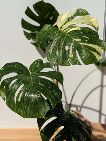 Alternative view of HUGE Monstera Deliciosa Albo Variegata Large Form  (Excellent Variegation First Pics Actual Plant)
