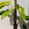 GIANT CLONE Philodendron Calkins Gold Plant in 9x4" square (Actual Plant First Photos)