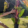 Philodendron Dark Lord Plant in  4x9" deep pot (Actual Plant First Photos)