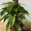Lg Philodendron Florida Ghost SUPER WHITE Plant in 4" pot (Actual Plant First Photos)