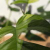 Rhaphidophora Tetrasperma Variegated Mint HIGH COLOR  in 4" Round Pot (Actual Plant First Pics)