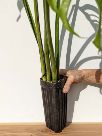 Alternative view of RARE Monstera Obliqua Filamentous (Actual Plant First Pics)
