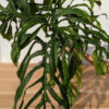 RARE Monstera Obliqua Filamentous (Actual Plant First Pics)