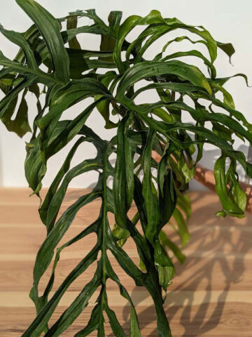 RARE Monstera Obliqua Filamentous (Actual Plant First Pics)
