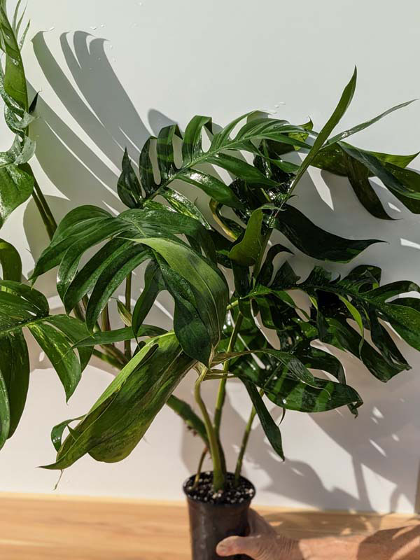 Lg. Epipremnum Pinnatum Green Flame in 4″ Round Pot – Kens Philodendrons