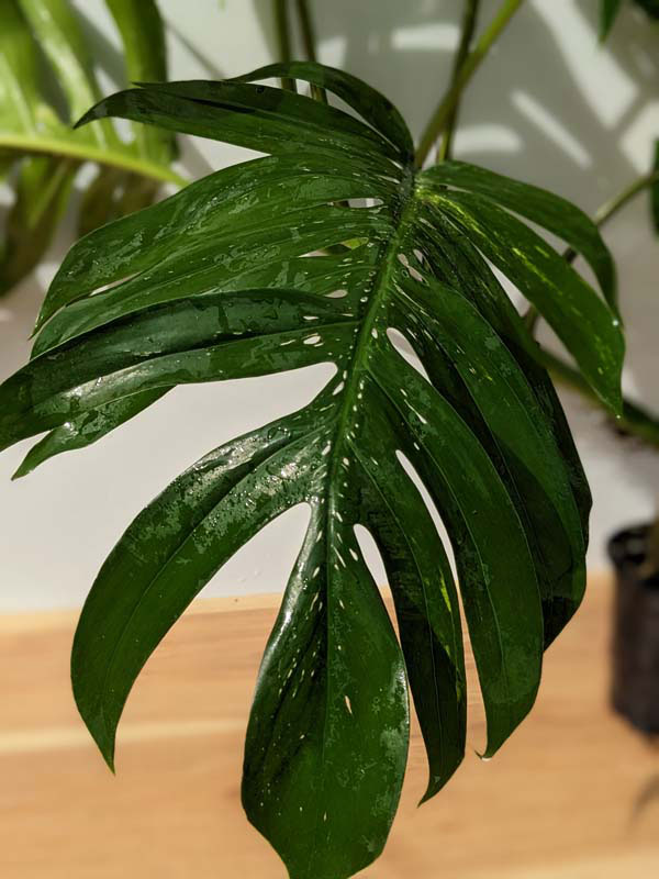 Lg. Epipremnum Pinnatum Green Flame in 4″ Round Pot – Kens Philodendrons